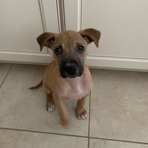 Meet your Posher, Ella